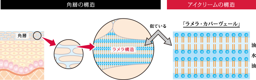 角質の構造 アイクリームの構造 