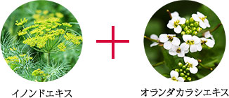 イノンドエキス オランダカラシエキス