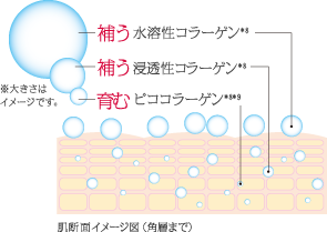 補う 水溶性コラーゲン *補う 浸透性コラーゲン* 育む ピココラーゲン* 肌断面イメージ図（角層まで）