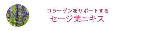 コラーゲンをサポートする セージ葉エキス