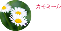 カモミール