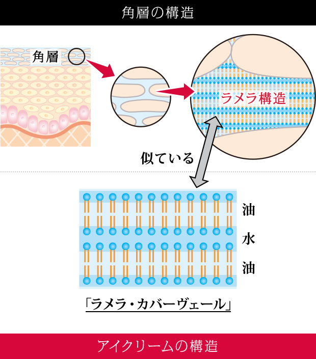 角質の構造 アイクリームの構造