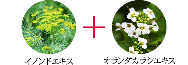 イノンドエキス オランダカラシエキス