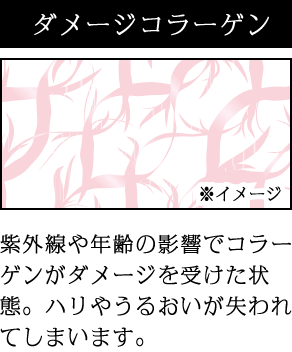 ダメージコラーゲン 紫外線や年齢の影響でコラーゲンがダメージを受けた状態。ハリやうるおいが失われてしまいます。