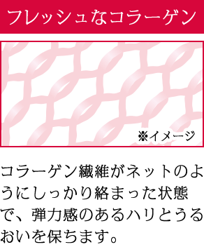 ダメージコラーゲン コラーゲン繊維がネットのようにしっかり絡まった状態で、弾力感のあるハリとうるおいを保ちます。