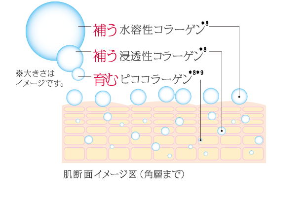 補う 水溶性コラーゲン※6、浸透性コラーゲン※6、育む ピココラーゲン※6※7