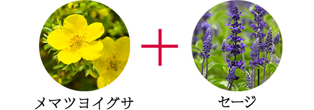 メマツヨイグサ+セージ
