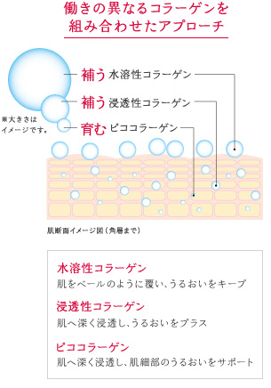 働きの異なるコラーゲンを組み合わせたアプローチ