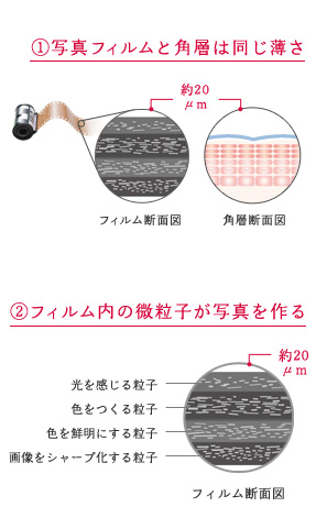1.写真フィルムと角層は同じ薄さ 2.フィルム内の微粒子が写真を作る