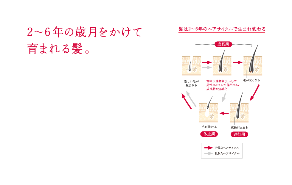 2〜6年の歳月をかけて育まれる髪。