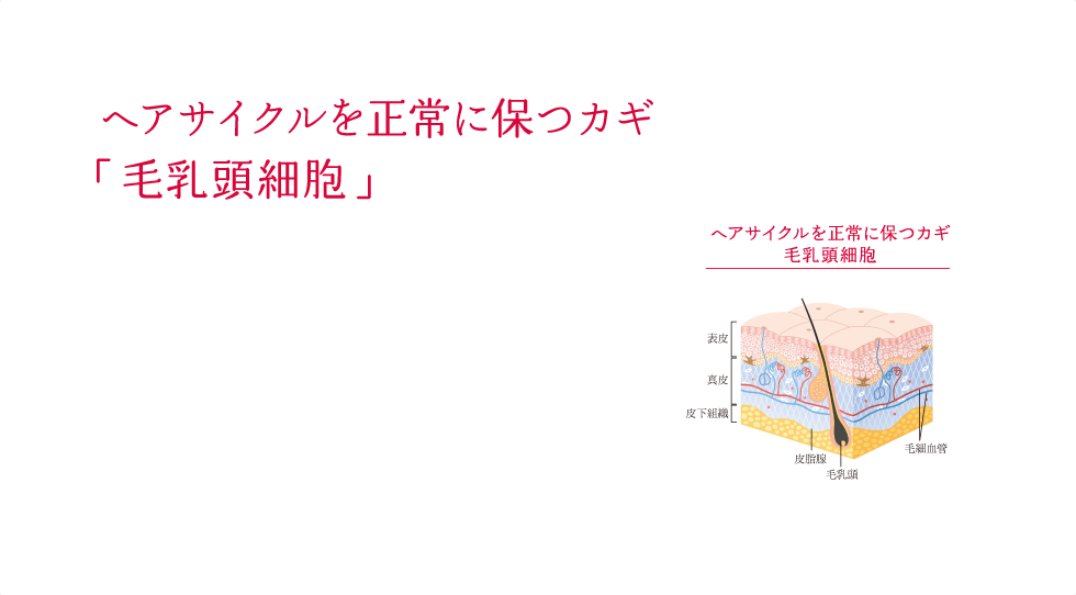 ヘアサイクルを正常に保つカギ「毛乳頭細胞」