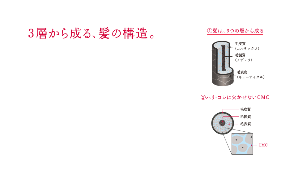 3層から成る、髪の構造。