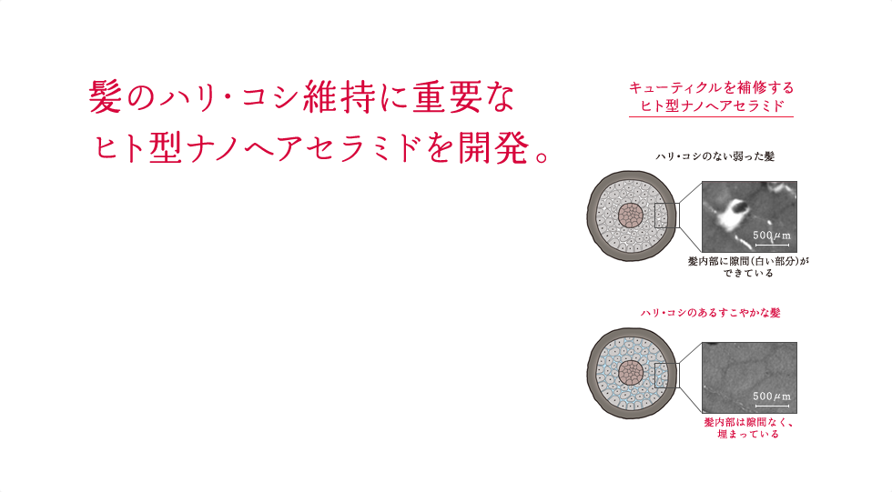 髪のハリ・コシ維持に重要なヒト型ナノヘアセラミドを開発。