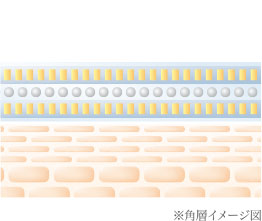 角層イメージ図