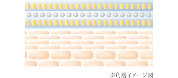 角層イメージ図