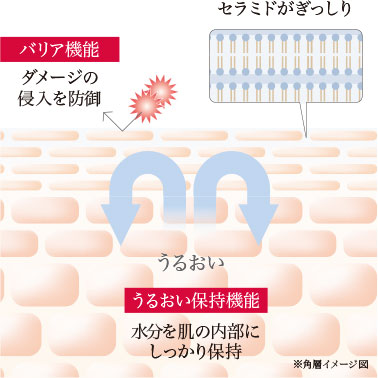 セラミドが足りている肌