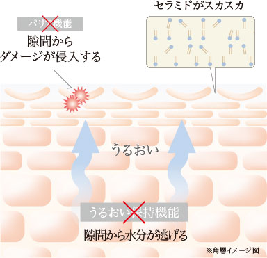 セラミドが不足している肌