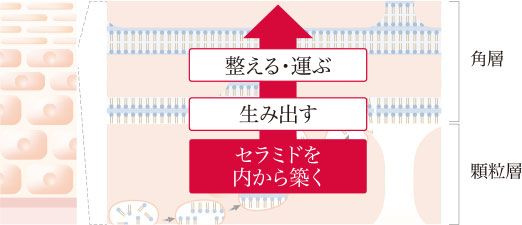 セラミドを<整える><運ぶ>のプロセス