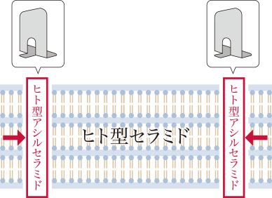 ブックエンドのように、細胞間のセラミドを規則正しく綺麗に満たす