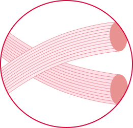肌