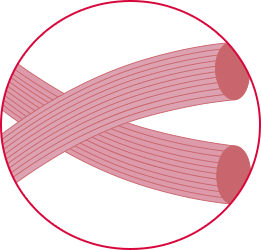 肌