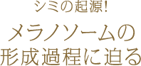 シミの起源！メラノソームの 形成過程に迫る
