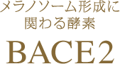 メラノソーム形成に 関わる酵素 BACE2