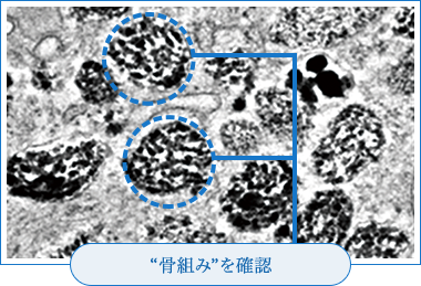 “骨組み”を確認