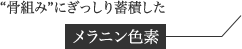 “骨組み”にぎっしり蓄積したメラニン色素