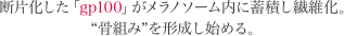 断片化した「gp100」がメラノソーム内に蓄積し繊維化。 “骨組み”を形成し始める。