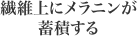 繊維上にメラニンが 蓄積する