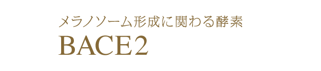 メラノソーム形成に 関わる酵素 BACE2