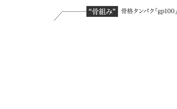 “骨組み” 骨格タンパク「gp100」