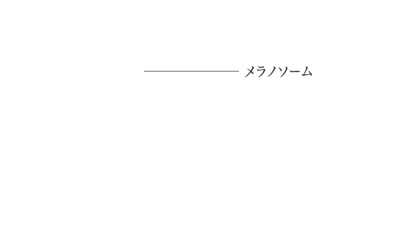 メラノソーム