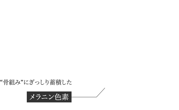 “骨組み”にぎっしり蓄積したメラニン色素