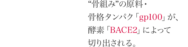 “骨組み”の原料・ 骨格タンパク「gp100」が、 酵素「BACE2」によって 切り出される。