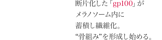 断片化した「gp100」が メラノソーム内に 蓄積し繊維化。 “骨組み”を形成し始める。