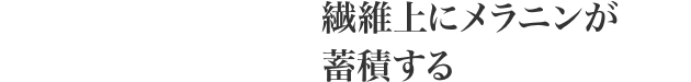 繊維上にメラニンが 蓄積する
