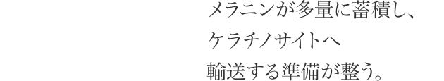 メラニンが多量に蓄積し、 ケラチノサイトへ 輸送する準備が整う。